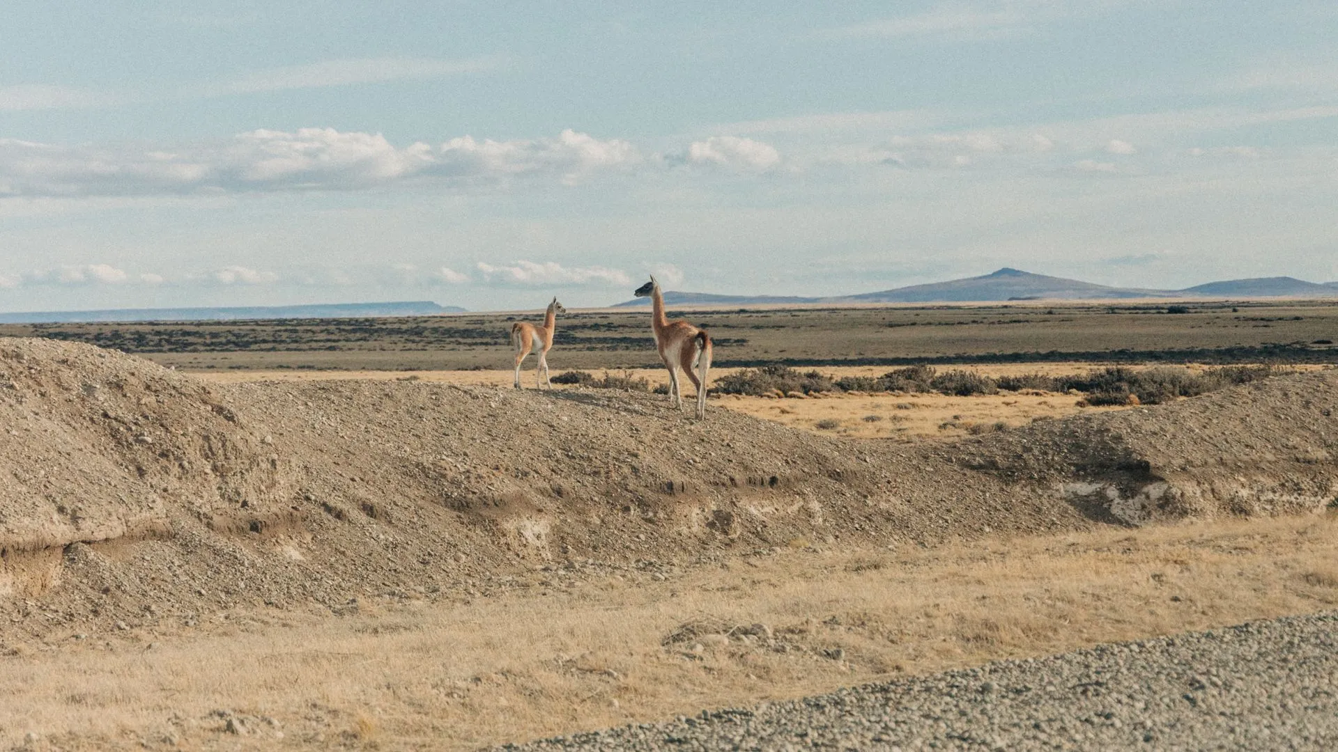 Estepa neuquina con guanacos, paisaje de la zona de Rincón de los Sauces
